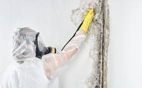 Best Basement Mold Removal  in Effingham, IL